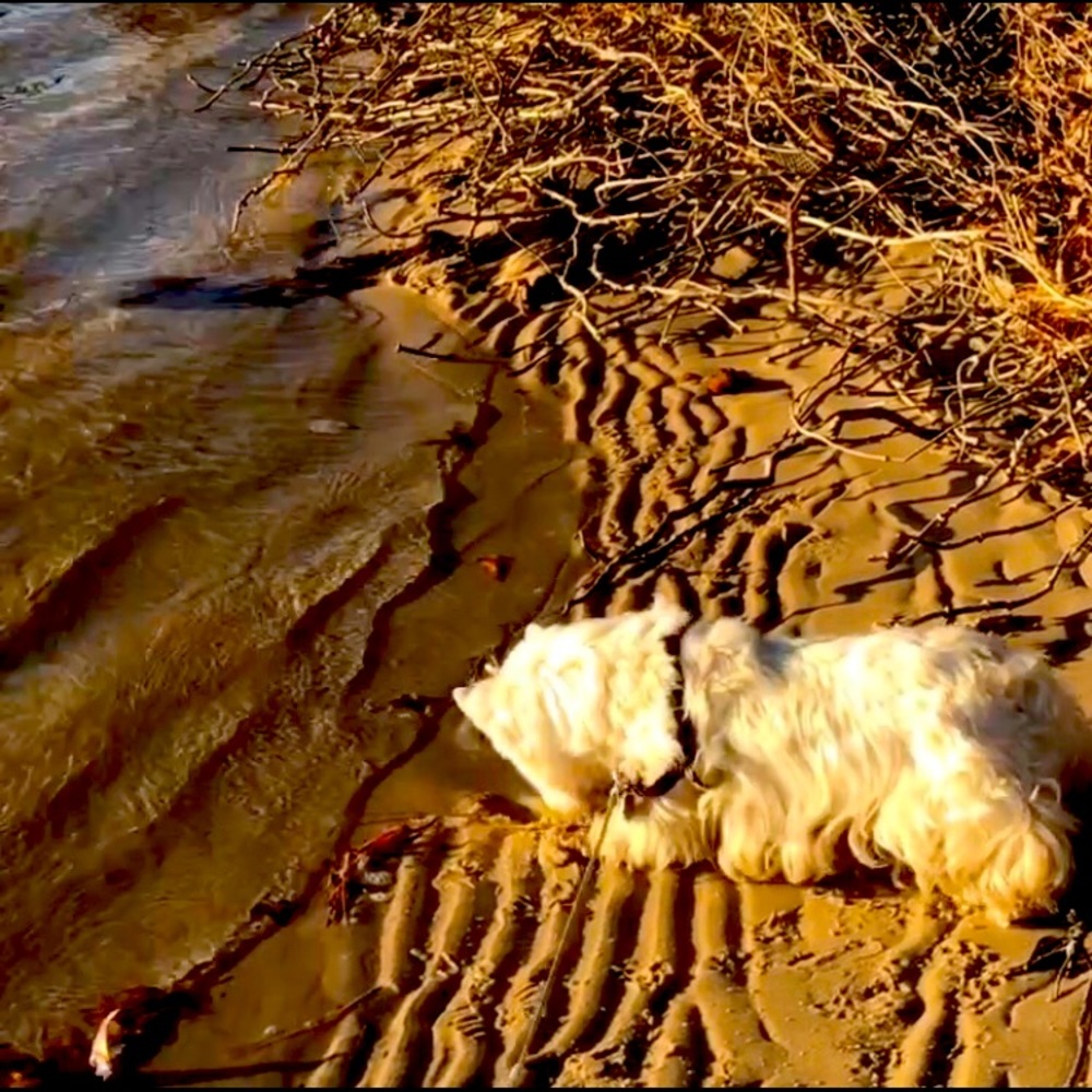 Meet your Posher, Candice